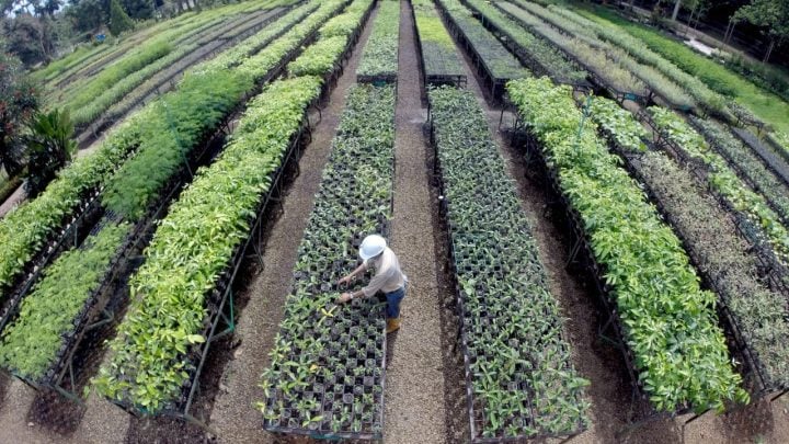 PT Vale Jawab Aksi Protes WALHI: Biodiversitas Hutan Tanamalia Harus Dijaga&nbsp;Bersama